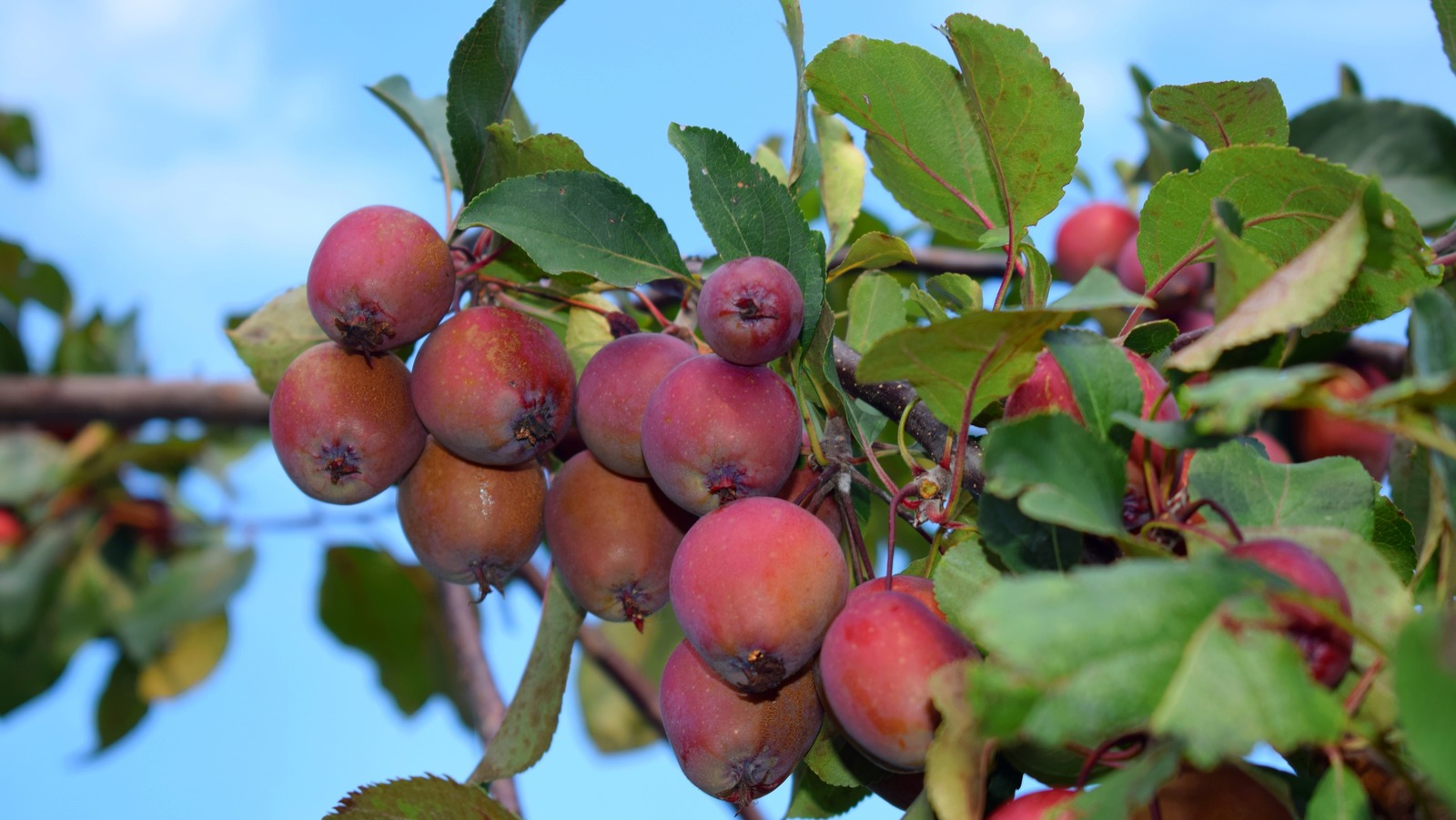 Can You Get Sick From Eating Crab Apples 