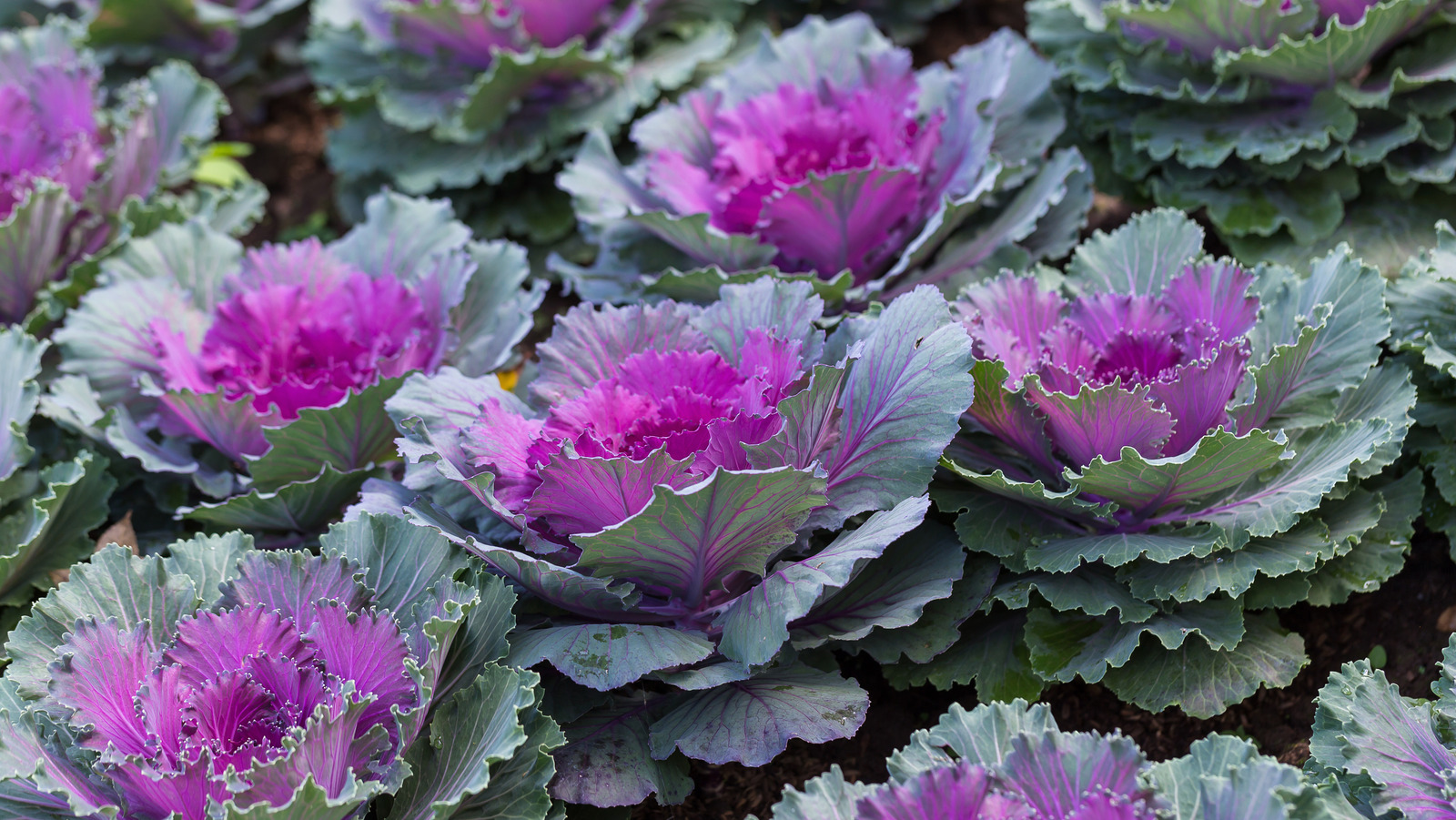 Can You Get Sick From Eating Ornamental Kale 