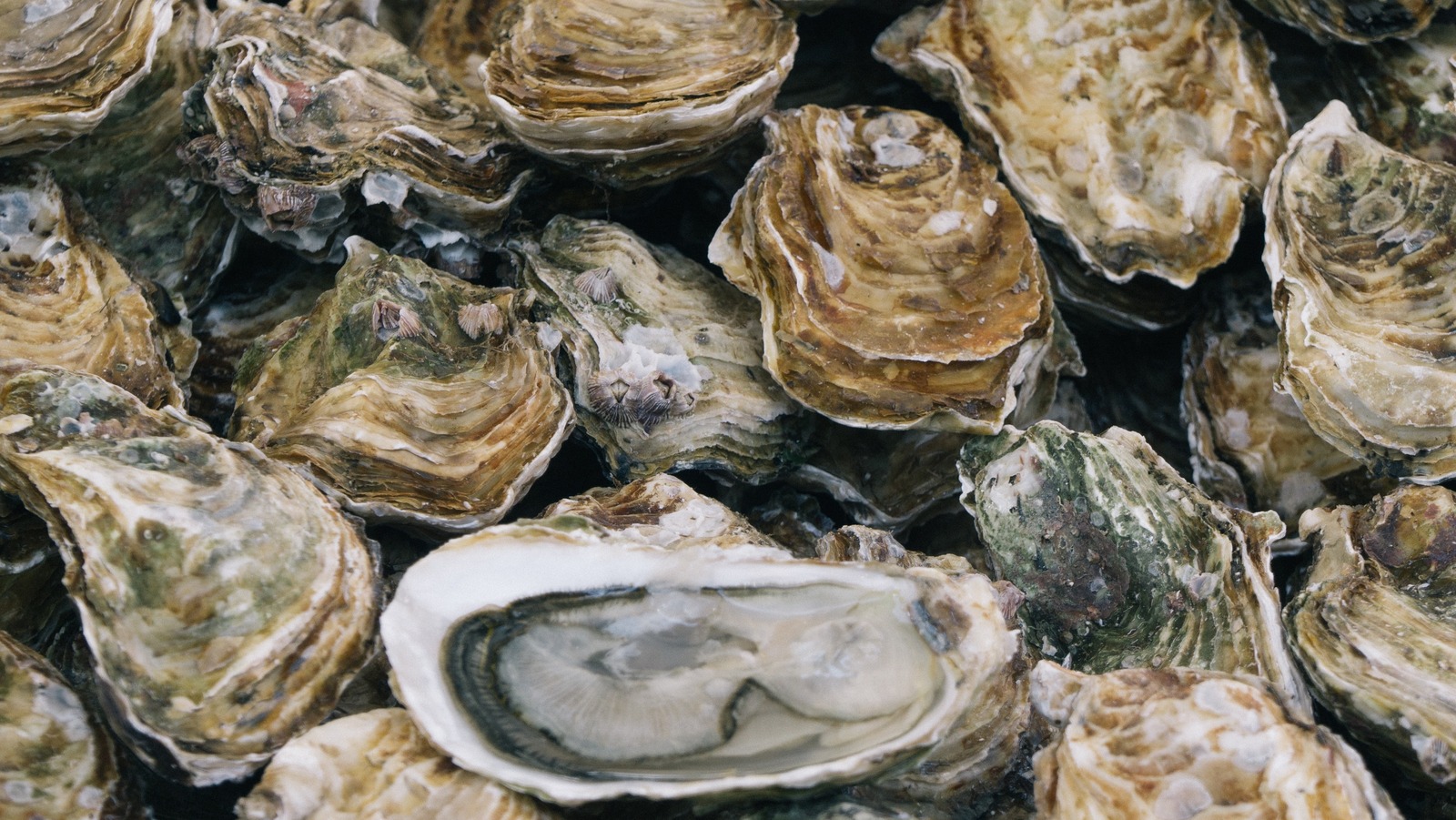 Can You Get Sick From Eating Raw Oysters?