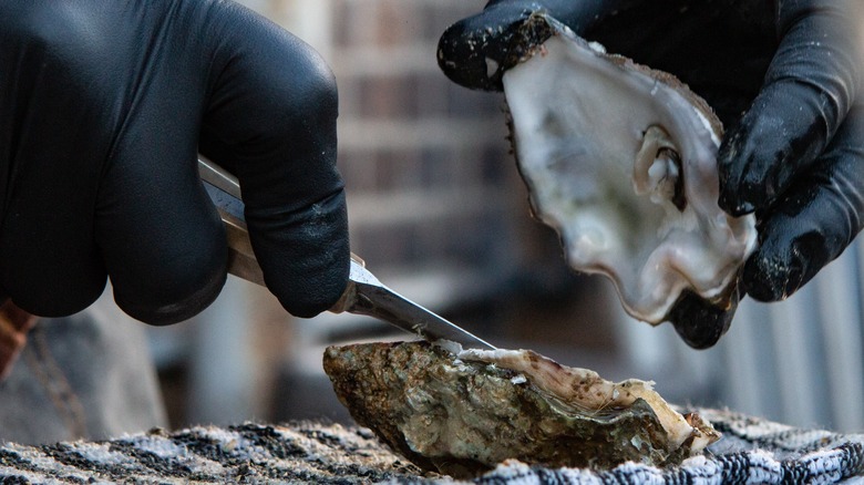 Shucking oyster