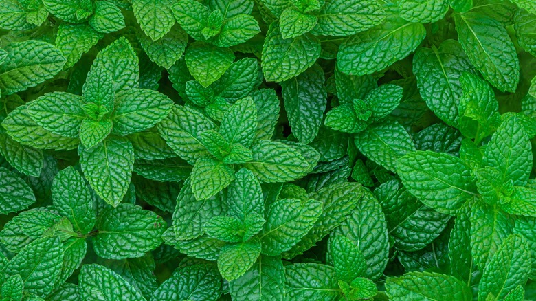 Field of mint leaves