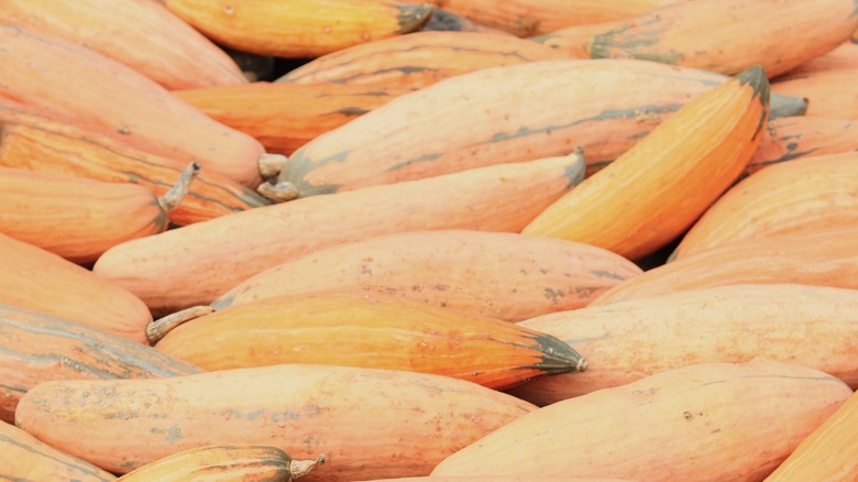 Pile of long orange squash