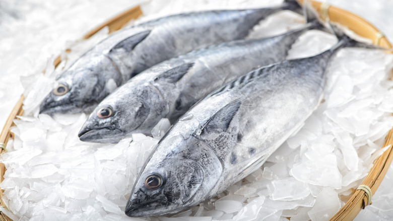 three tuna fish sitting on ice