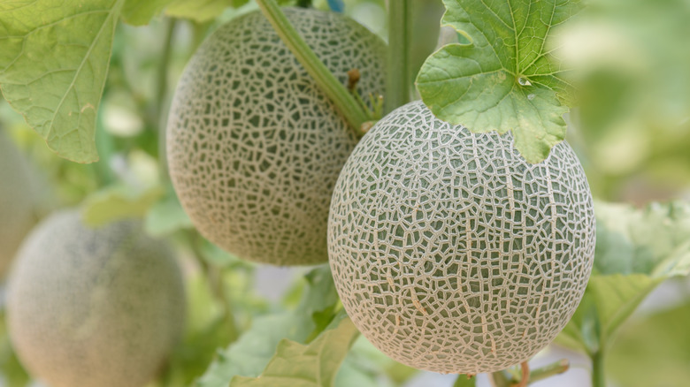 Melons on vine