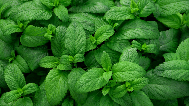 Fresh mint