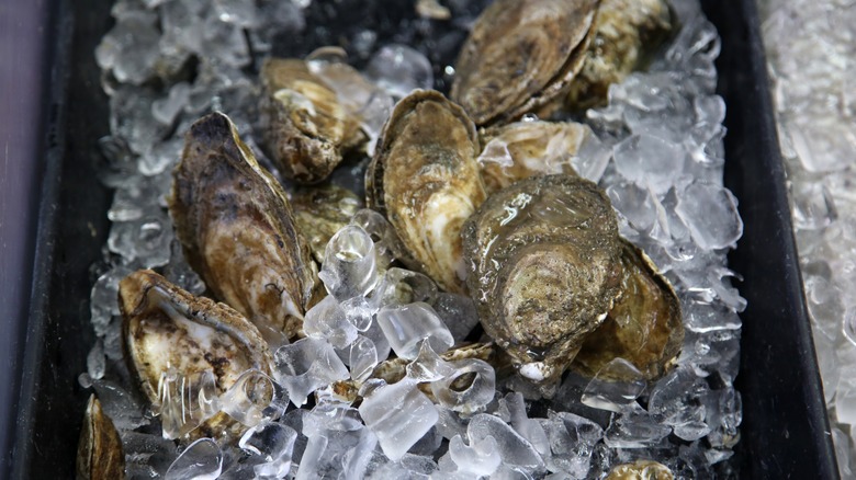 oysters on ice