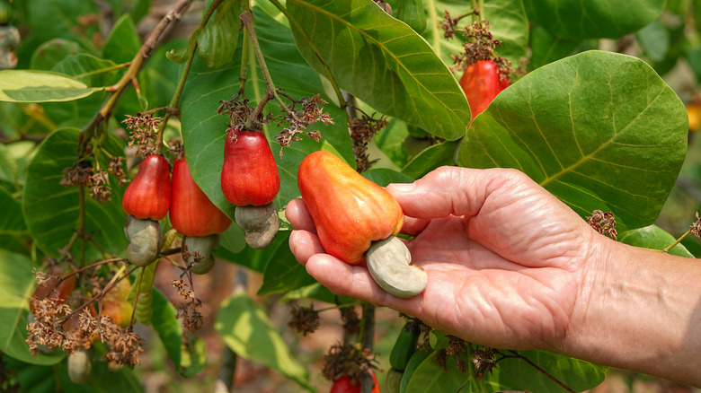 hand picking cashew apple tree