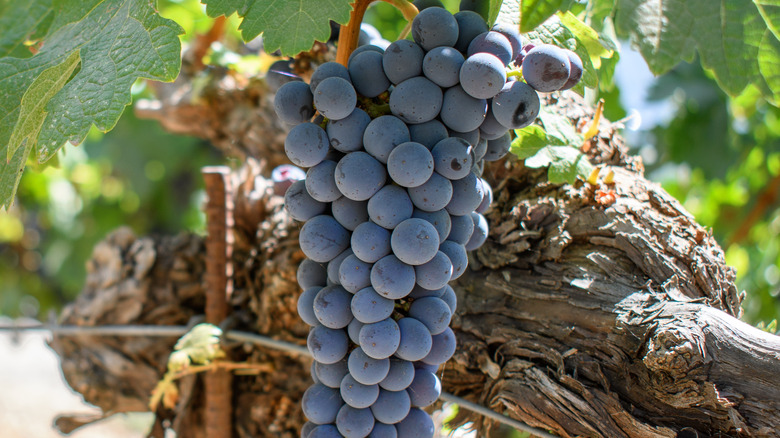 ripe cabernet sauvignon grapes