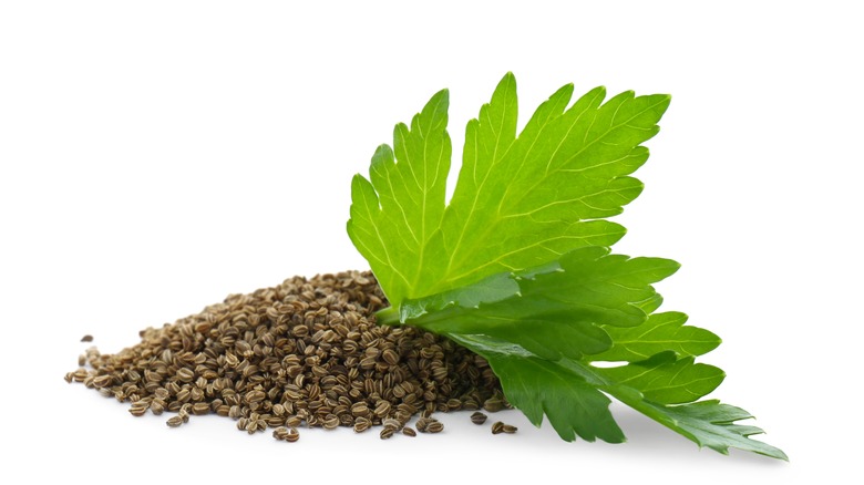 Celery seeds and leaf