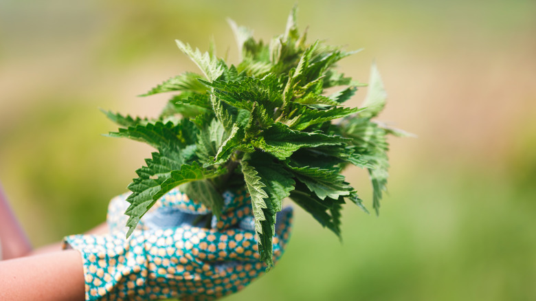 Handful of stinging nettles