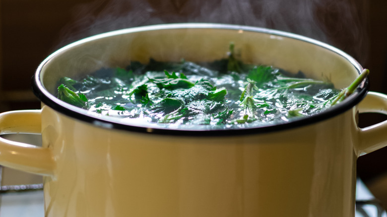 Boiling nettles in a pot