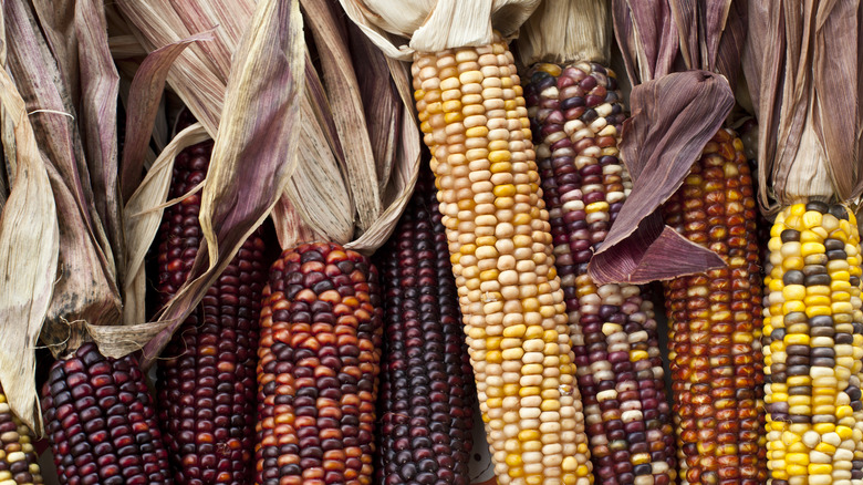 Multi-colored corn