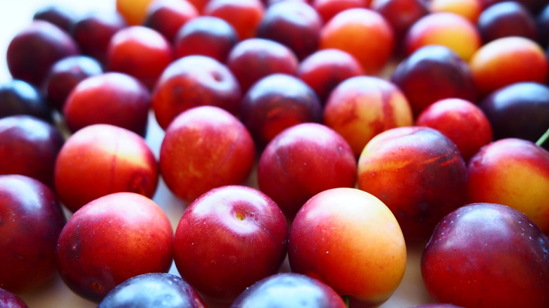 Rows of ripe cherry plums