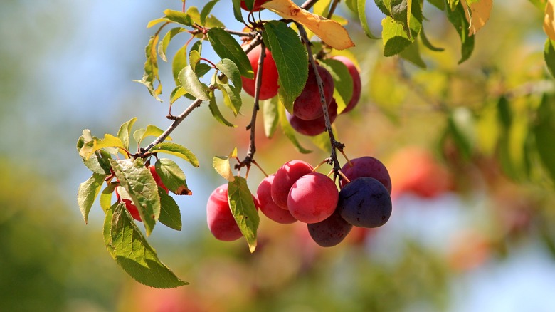 Cherry plums growing on tree