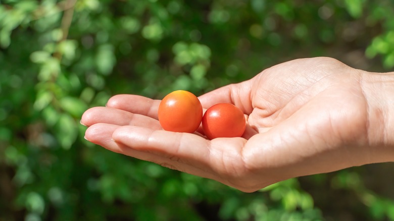 Cherry plums in hand