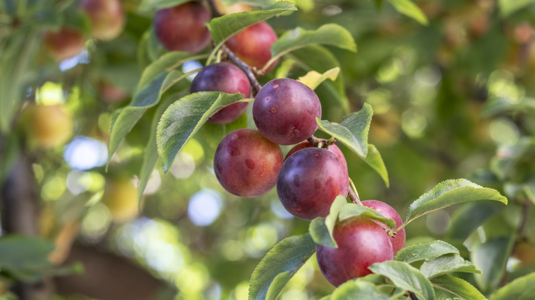 Cherry plums on vine