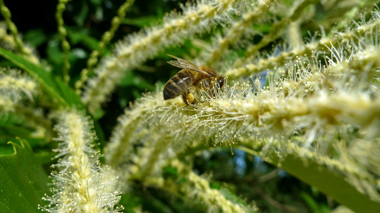  bee on chestnut tree blossom