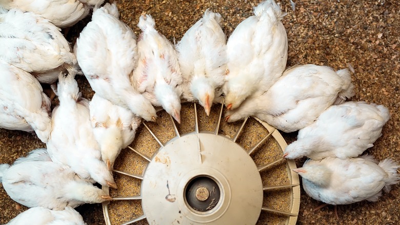 chickens eating from a feed dish