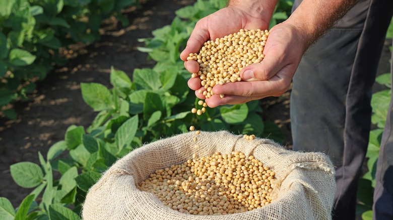 Soybean grains in field 