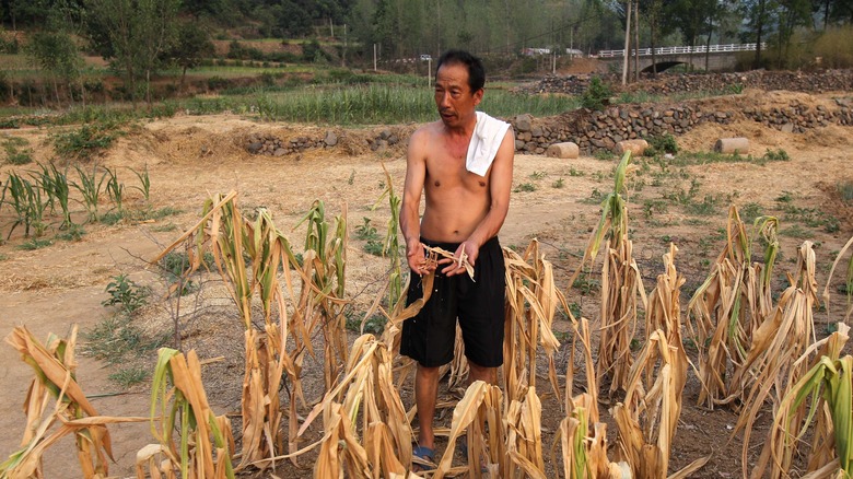 Chinese farmer with dying crops