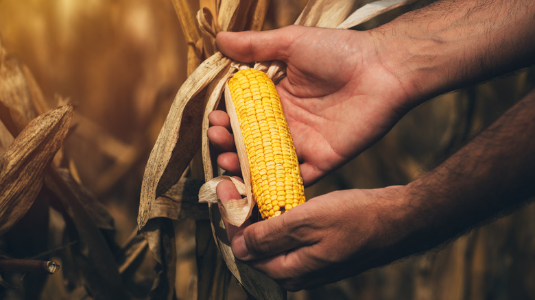 hand holding ear of corn