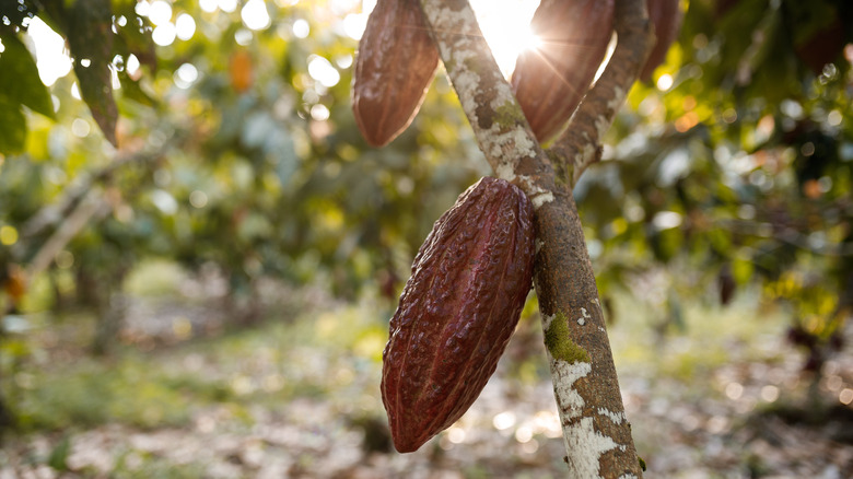 Cocoa plant