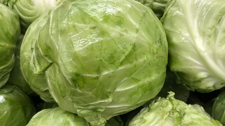 Cabbage