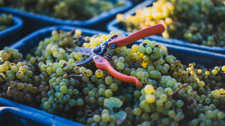 Harvested white wine grapes 