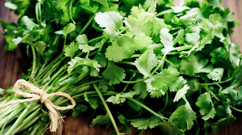 Bunched fresh cilantro