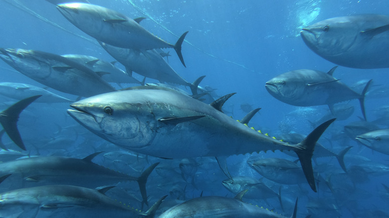 school of tuna