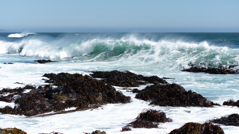 Cochayuyo: The Delectable Sea Vegetable That's A Chilean Staple