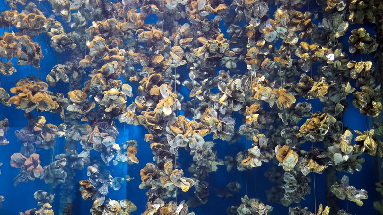 Oyster farm in water