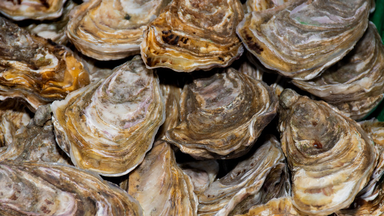 Oysters in storage