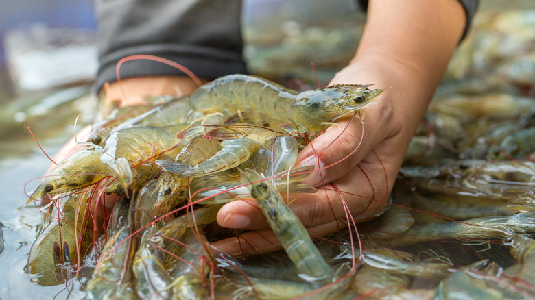 Fishmonger holding Pacific white shrimp