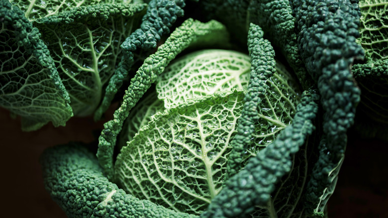 raw head savoy cabbage