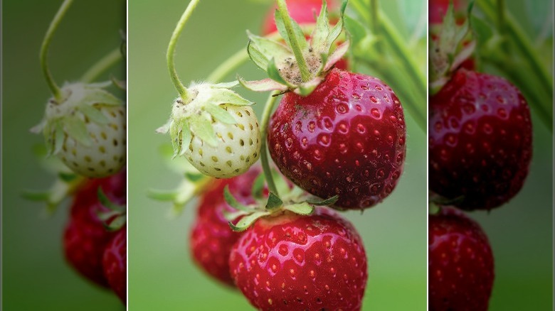 Purple Wonder Strawberry