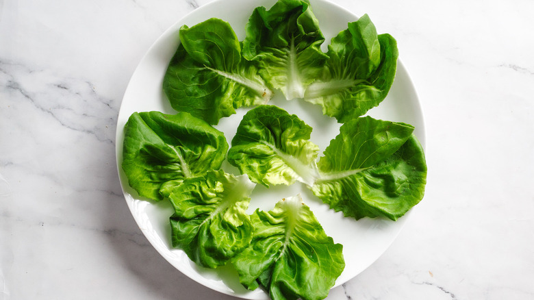 lettuce on white plate