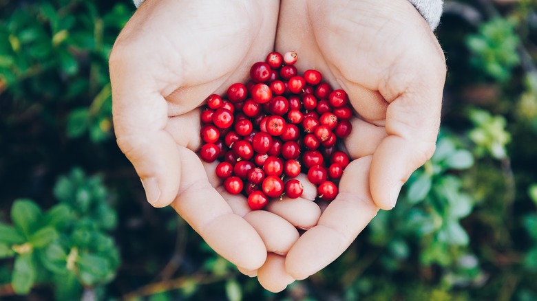 hand holding lingonberries