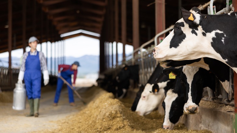 dairy cows in barn