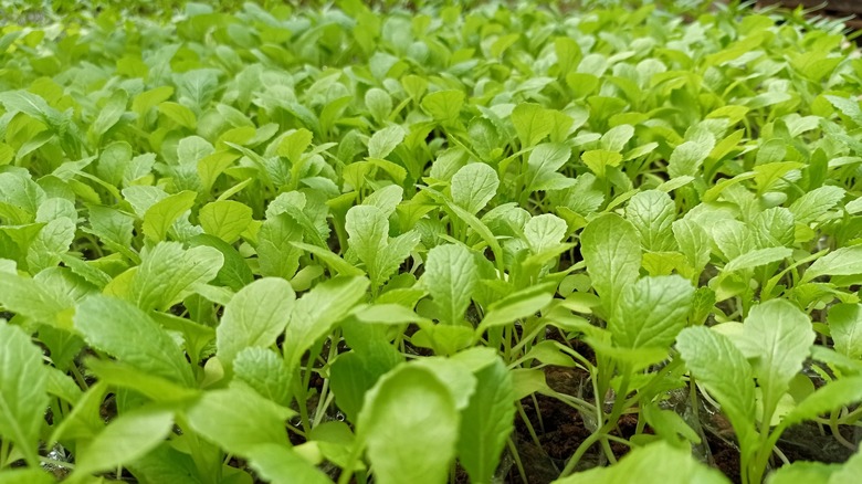 crop of mustard plants 