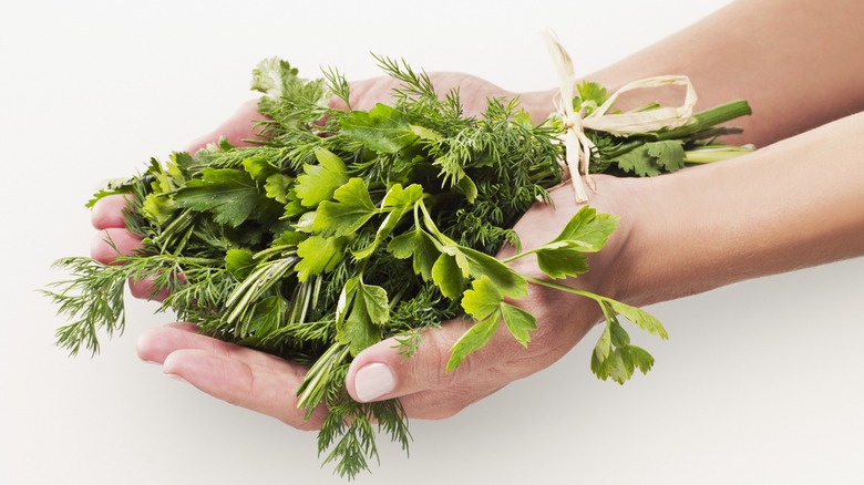 Hand holding bunch of fresh herbs