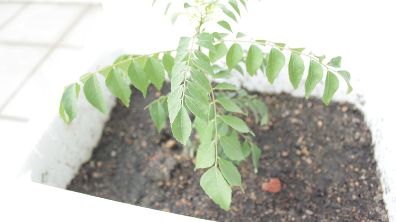 Curry leaf plant in soil