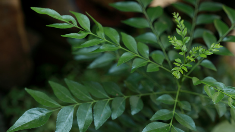 Curry leaf plant