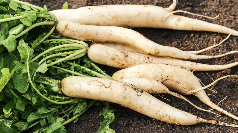 daikon roots with leaves