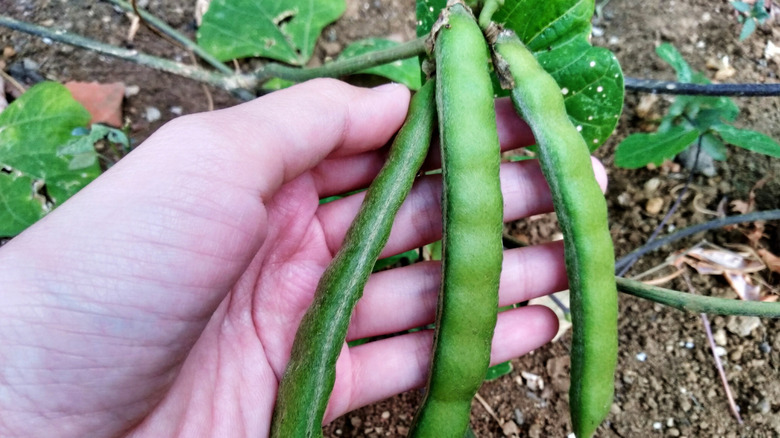 hand holding jicama seed pods