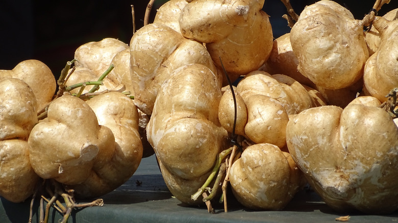 pile of jicamas