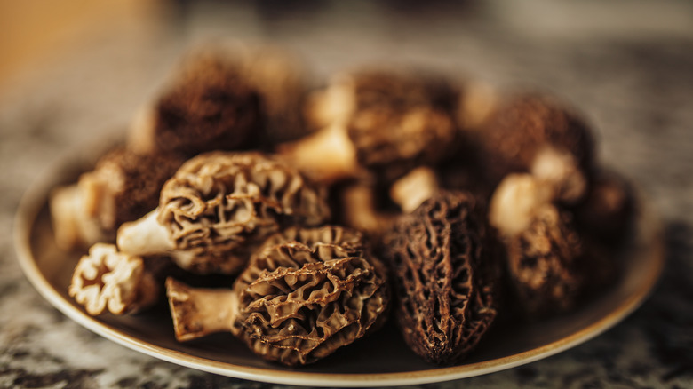 morel mushrooms