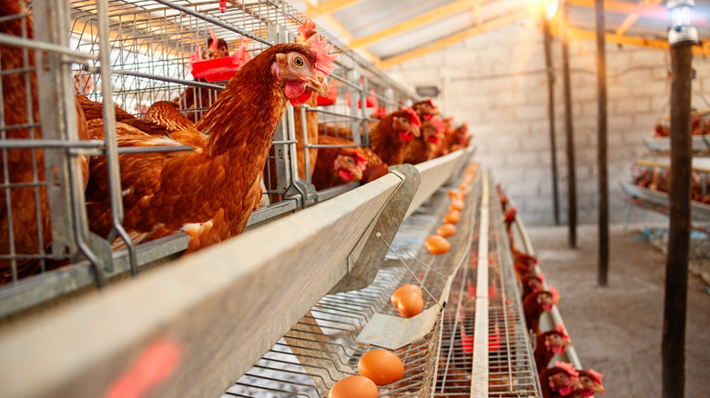 egg-laying hens in cages