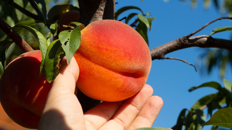 California peach