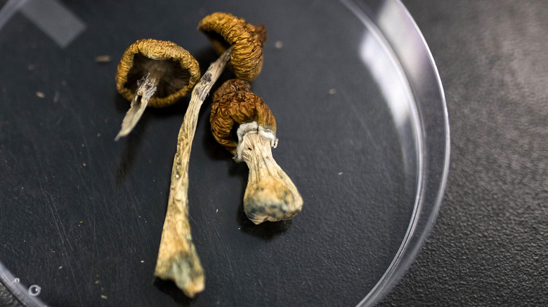 Dried psilocybin mushrooms on a glass plate